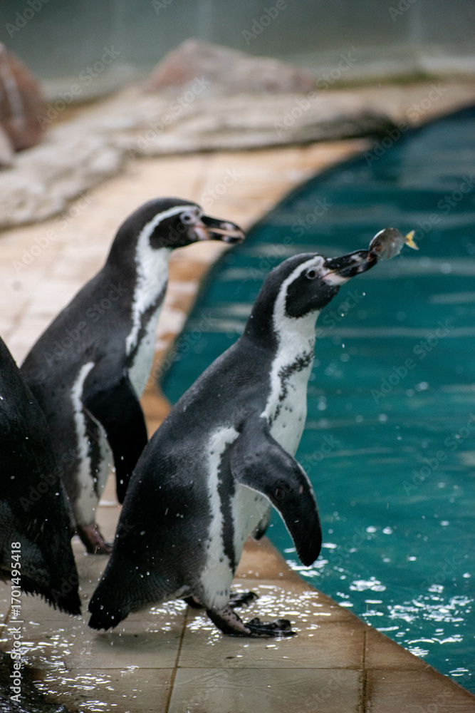 Obraz premium Black - footed Penguins, Jackass, Penguins , African penguins