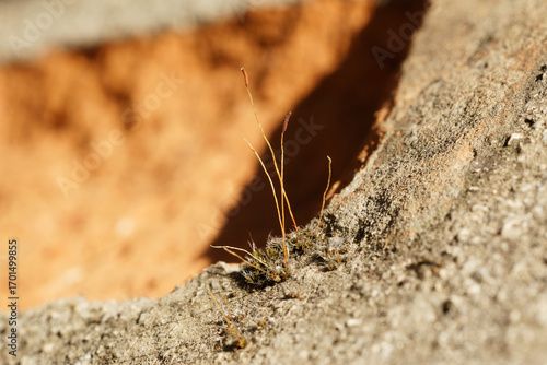 moosstrauch an Stein