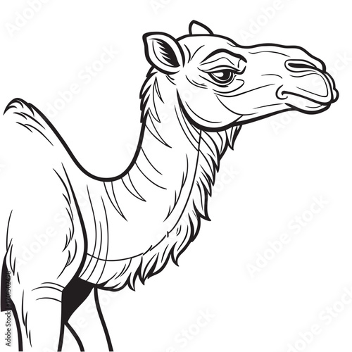 Detailed black and white line art illustration of a camel s head and upper body in profile view