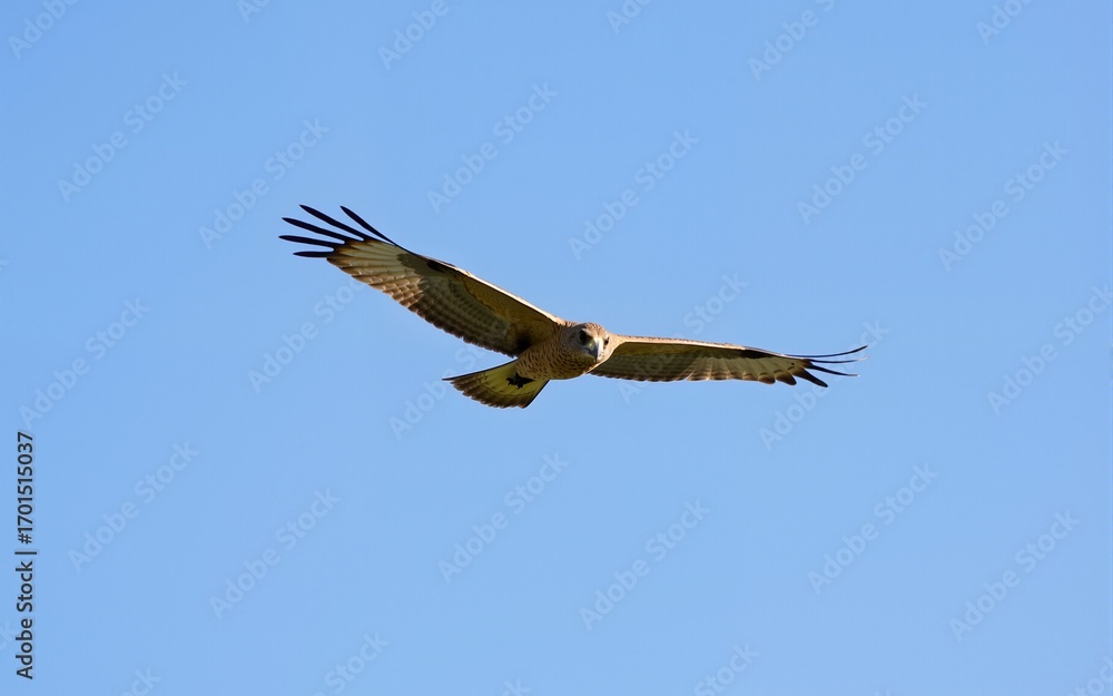 Fototapeta premium Pale Hawk in Flight Against a Blue Sky. High quality