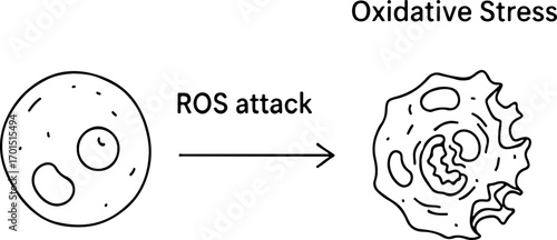 Oxidative Stress with ROS Attack illustration
