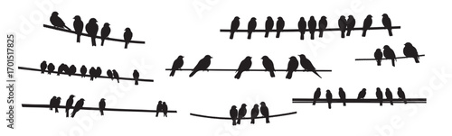 birds sitting silhouette white background