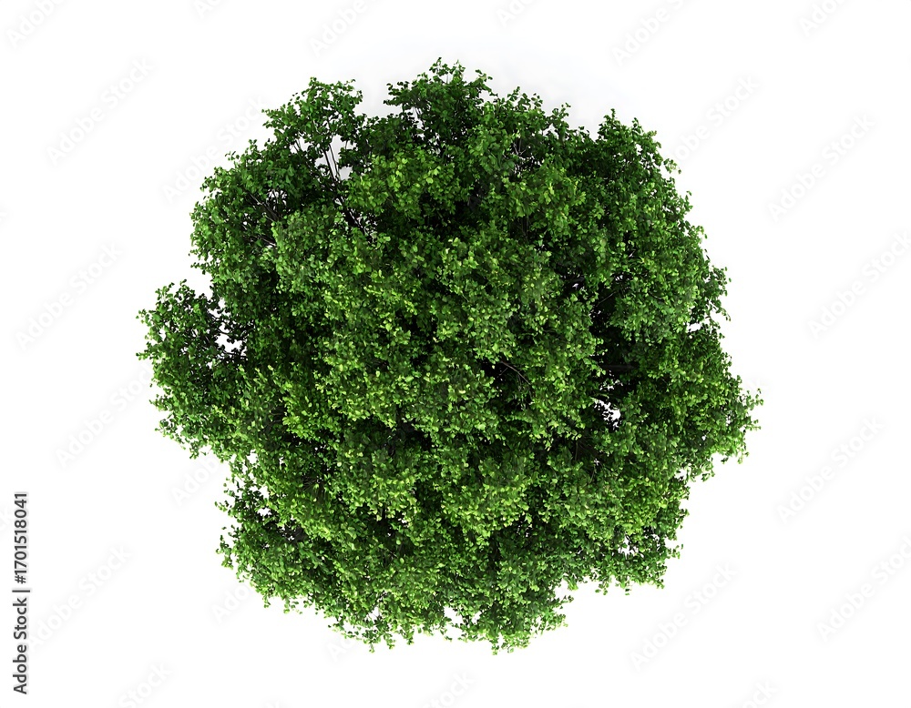 Obraz premium Full overhead view of a lush green tree