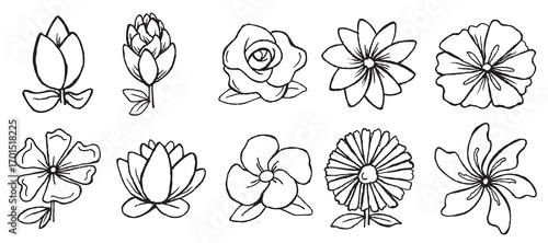 Set of flower vector illustration. bluebonnet vector