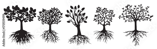 forest silhouettes of wonderful long roots tree collection