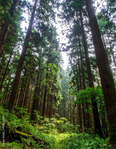 Lush forest, tall trees reaching skyward, sunlight filtering through canopy