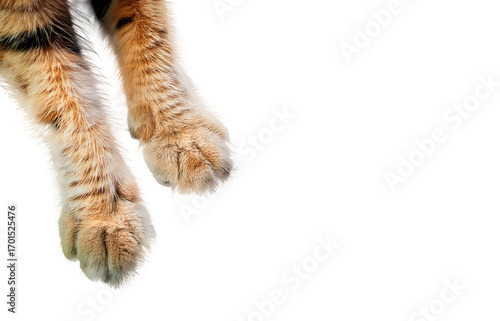 Cat's powerful forearms:Transparent
