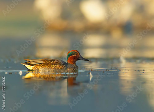 duck in the water