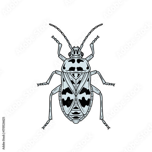 Detailed illustration of a striped shield bug showing its distinctive pattern and anatomy