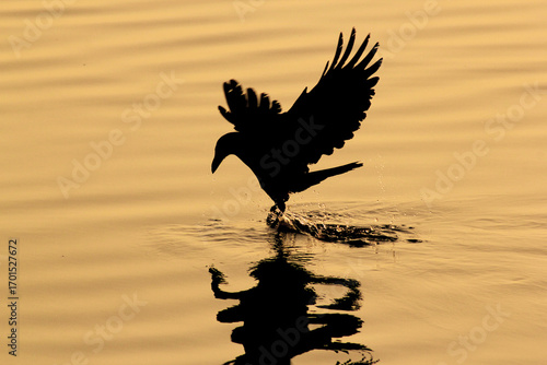 silhouette of a bird