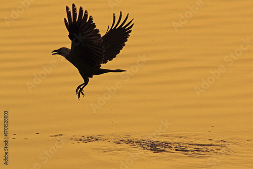 silhouette of a bird