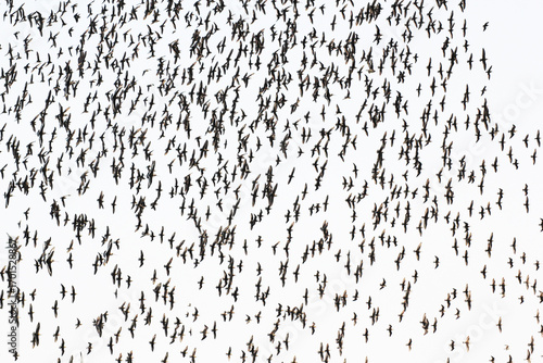 seamless pattern with birds