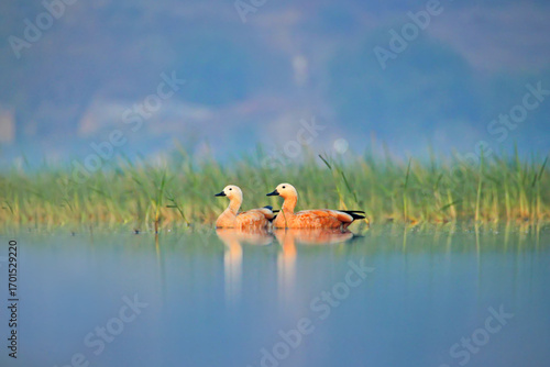 ruddy shelduck male and female