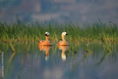 ruddy shelduck male and female
