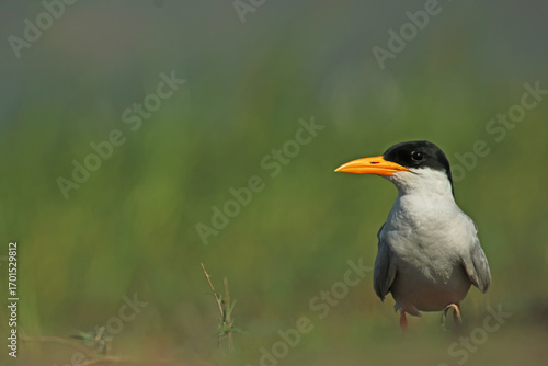 River Tern Portrait 