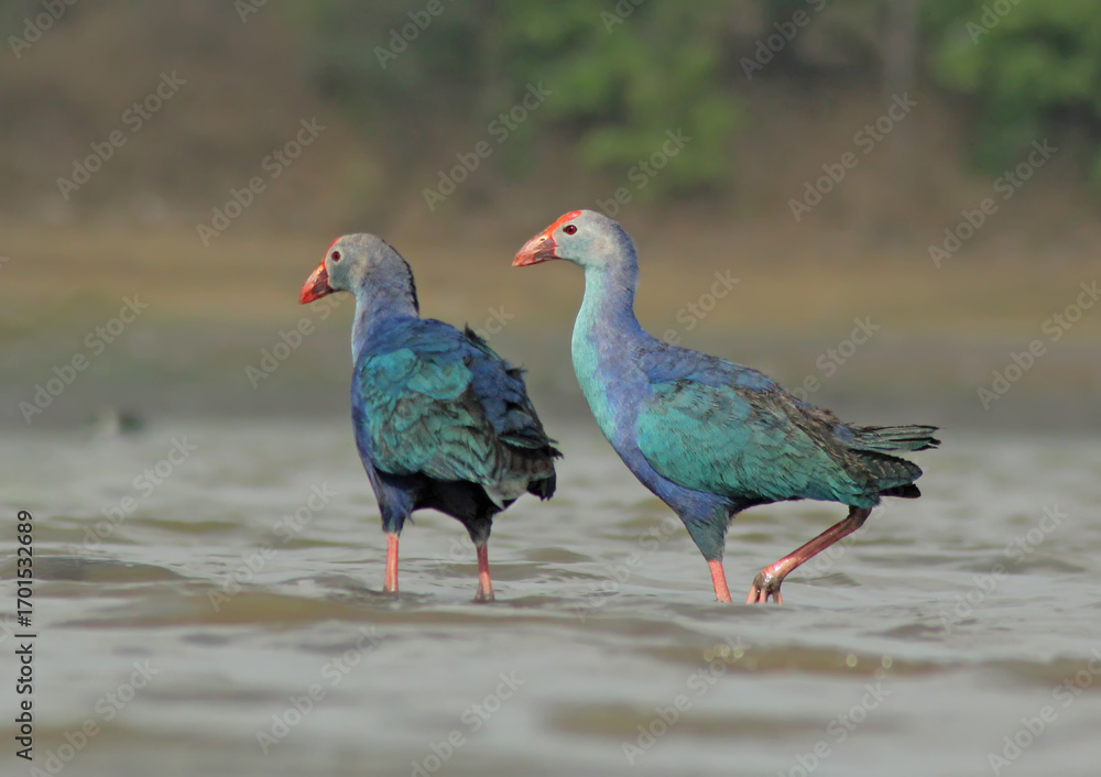 Obraz premium Western swamphen in the water
