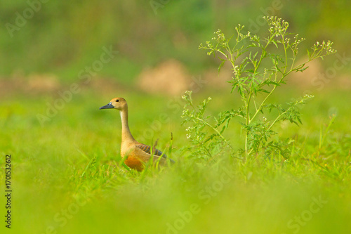 wild duck in the grass