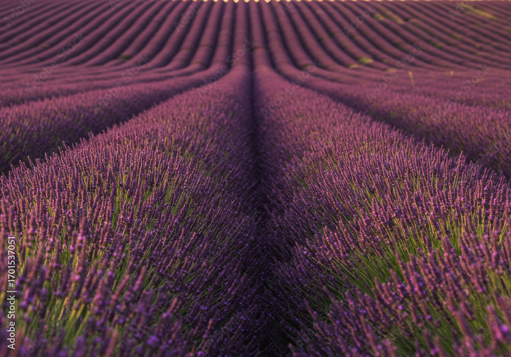 Naklejka premium Lavender fields in bloom during sunset create a vibrant landscape in perfect symmetry Generative AI