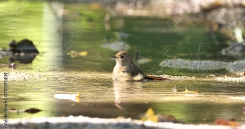cute female bird of Daurian redstart (Phoenicurus auroreus) taking a bath