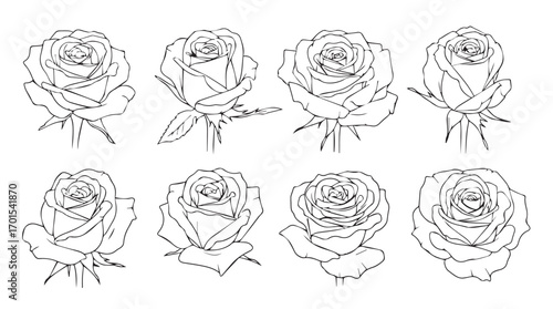 Collection of eight delicate rose flower outlines in a sketch style silhouette