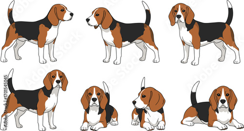 Cartoon beagle dog illustration set, cute puppy standing and sitting poses, domestic pet vector, animal design, hound breed clipart, adorable artwork.
