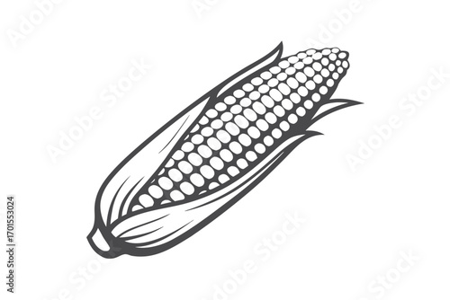 Detailed corn cob on white background, natural food for design