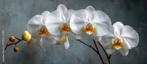 Wallpaper Mural White Orchid Blooms Torontodigital.ca