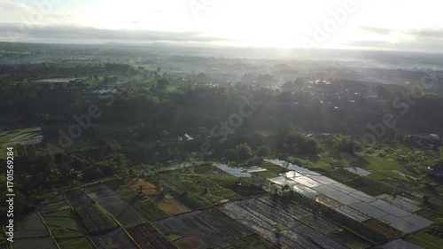 aerial view of the rice field sunrise