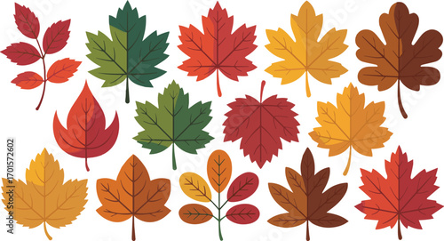 Collection of colorful autumn leaves in various shapes and colors isolated on white background, vector illustration.