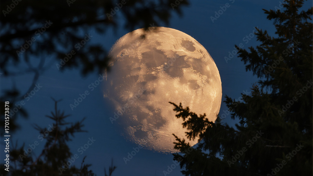 Naklejka premium full moon over the forest