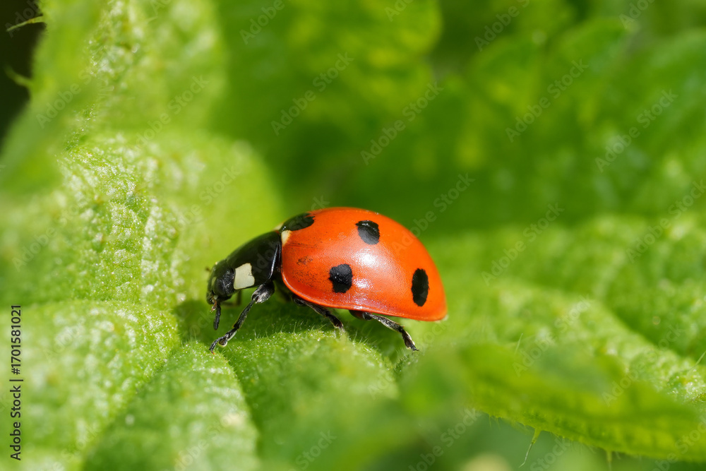Obraz premium Ladybug on Leaf Close-Up