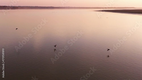 Wallpaper Mural Migratory bird scene in Poyang Lake, Jiangxi Province Torontodigital.ca