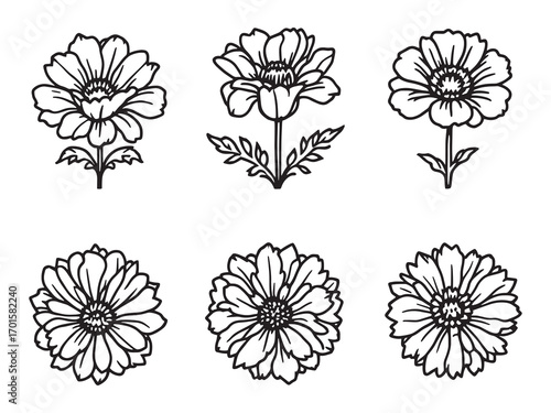 Calendula Healing Herbal Flower Extract Benefits