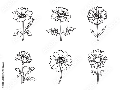 Calendula Soothing Organic Garden Flower Petals