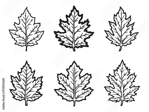 Beech Leaf Illustrating Simple Botanical Design
