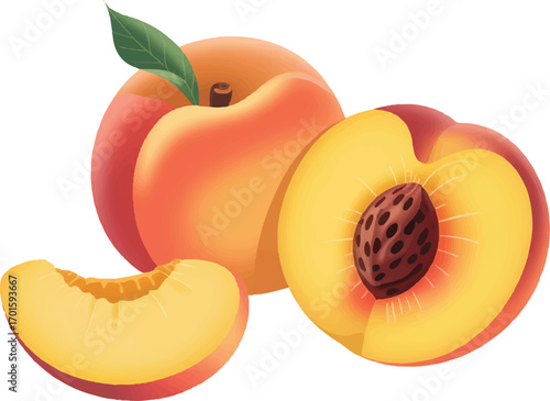 vector illustration of peach