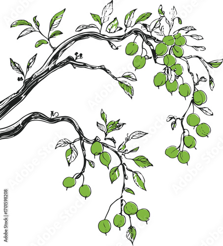 one line drawing of tree branch with hanging fruits, black outline, white background, natural botanical vibe 3