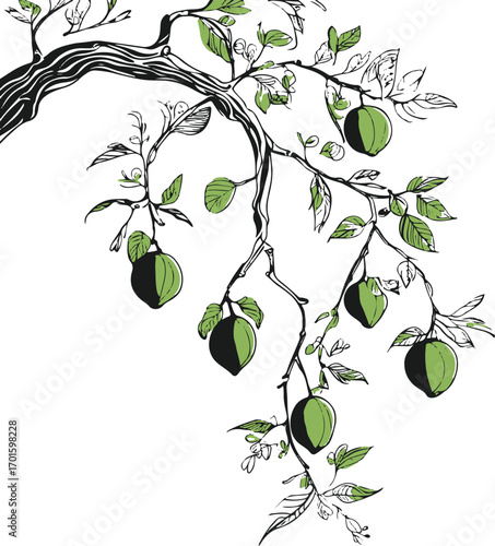 one line drawing of tree branch with hanging fruits, black outline, white background, natural botanical vibe 1