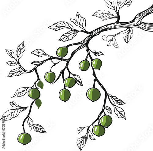 one line drawing of tree branch with hanging fruits, black outline, white background, natural botanical vibe