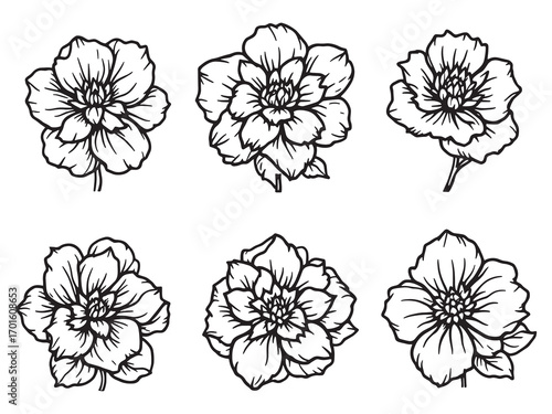 Camellia Stunning Plant Thriving Outdoors Naturally