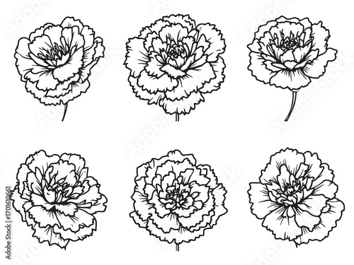 Carnation Flowers Bringing Joy And Happiness