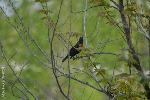 turpial de hombros rojos (Agelaius phoeniceus)