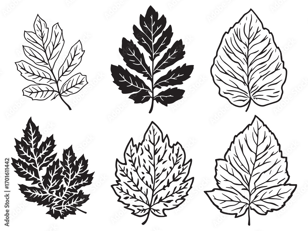 Fototapeta premium Castor Leaf Fresh Healing Plant Extract