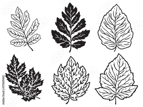 Castor Leaf Fresh Healing Plant Extract