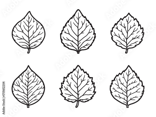 Castor Leaf Natural Herbal Plant Extract