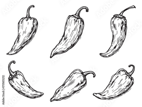 chili pepper sketch drawing fresh spicy flavor