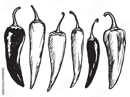 chili pepper sketch drawing hand drawn illustration