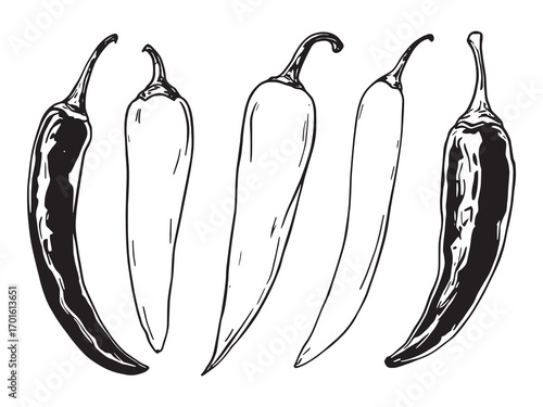 chili pepper sketch drawing natural hot ingredients