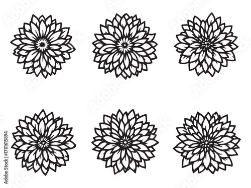 Chrysanthemum Flowers Brighten The Calm Morning