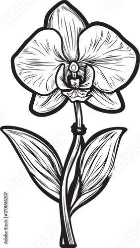 Orchid Flower Silhouette Vector Bundle | Floral Clipart Set

Botanical Orchid SVG PNG EPS JPG | Floral Line Art Collection

Orchid Flower Outline Vector Pack | Decorative Floral Graphics